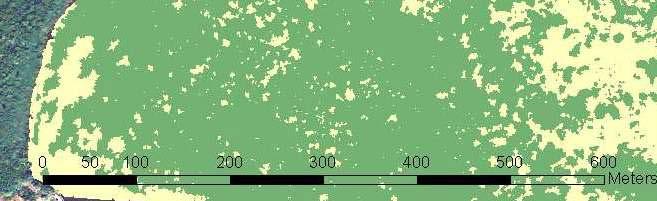 Fragmented SAV habitats have higher density of