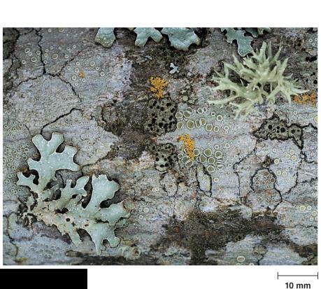 26 Gross morphology of lichens.