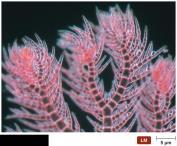 Classification of Kingdom Rhodophyta (red algae) Have the red accessory pigment phycoerythrin Use the