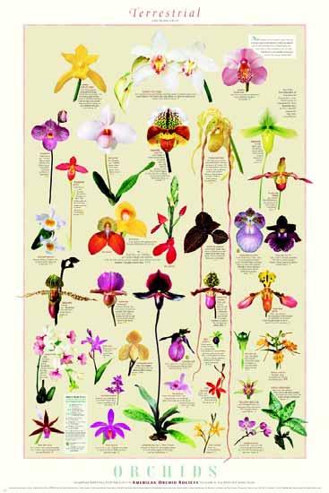 Page 6 (Continued from page 1) Terrestrial Orchid Poster Available from AOS structing many raised garden beds dedicated to the vegetative production of upland and wetland terrestrial orchid species.