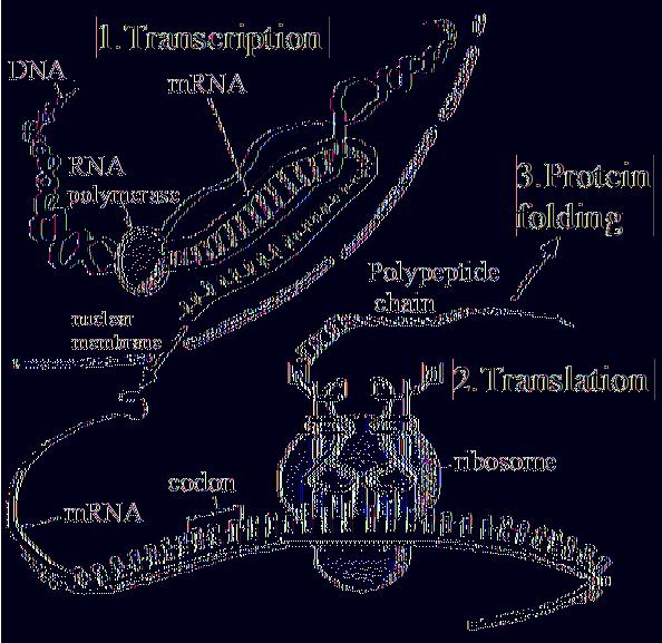The Central Dogma of Biology After import of genetic material, genes are expressed by the cellular machinery via transcription and