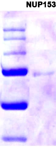 2. Protein gels Figure S2. Commassie Brilliant Blue-stained SDS-PAGE (12% acrylamide) of Impβ (97 kda), Nup98 (50 kda) and Nup153 (62 kda). 3.