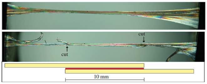 tendons The outer crimp angle θ o can be measured by scanning electron microscopy