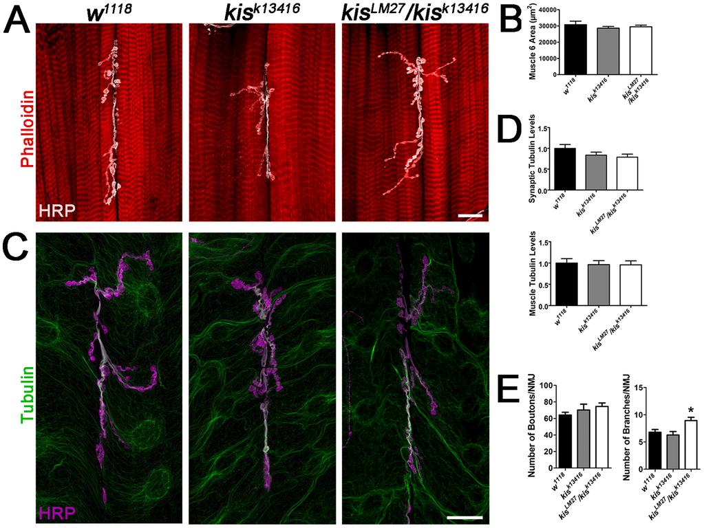 Figure 2. Kis negatively affects growth of the presynaptic motor neuron but does not alter cytoskeletal proteins at the NMJ.