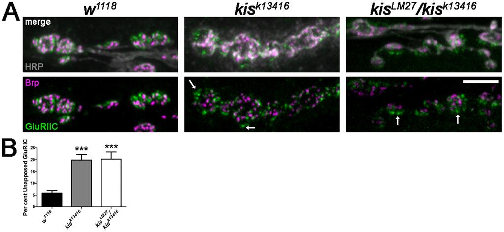 Figure 5. Kis influences the apposition of postsynaptic GluRs with presynaptic active zones.