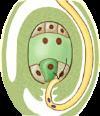 ovary sac (haploid) sperm nuclei travel down pollen tube 3n