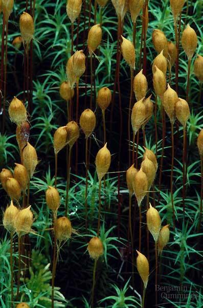 First Land Plants Bryophytes: mosses & liverworts non-vascular no water transport system no true roots swimming sperm haploid diploid flagellated sperm life