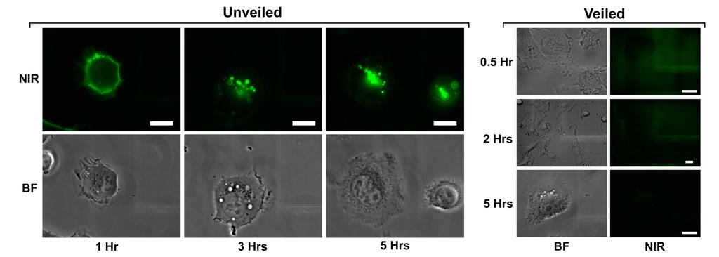 Supplementary Figure 2. Trafficking of unveiled nanoparticles by epifluorescence microscopy. MMPactivated (unveiled) nanoparticles incubated over HT-1080 cells are imaged at 1, 3, and 5 hrs.