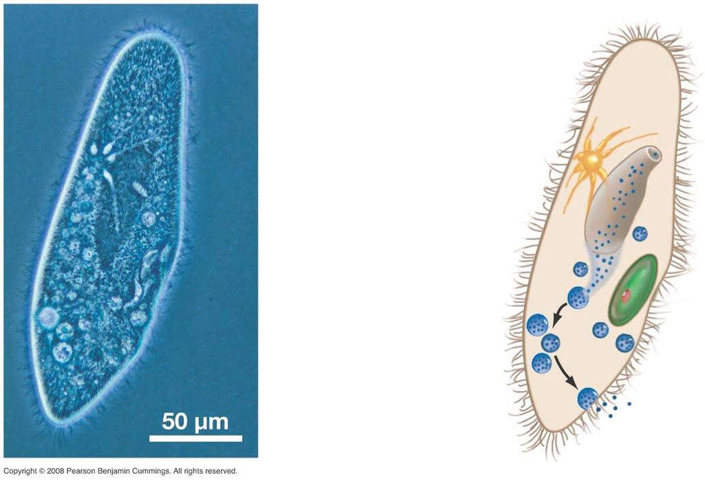 Figure 29-15 Paramecium uses cilia to generate current to carry prey to gullet Cilia Cell