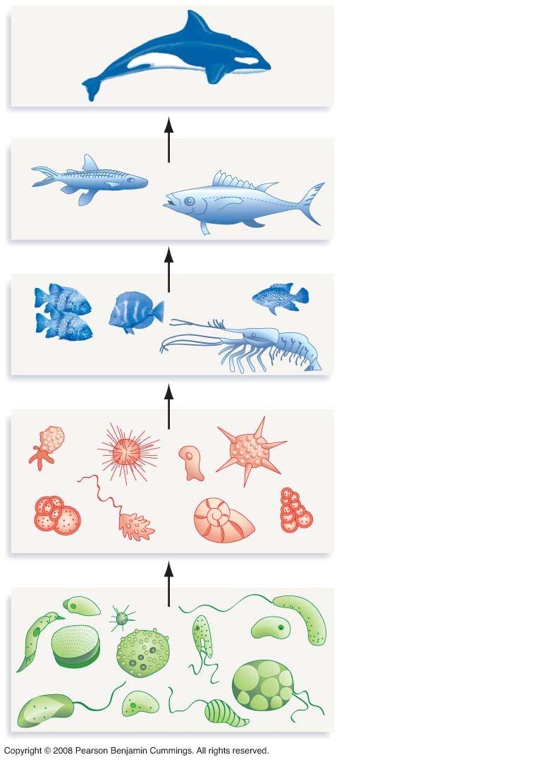 Figure 29-5 Protists: important BASE of FOOD CHAIN Primary consumers eat