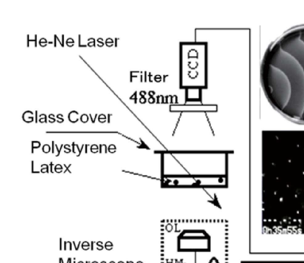 8 cm). Fig. 3. Schematic diagram of the microscope video imaging system (Müller et al., 1985; Miike et al., 1992). Simultaneous measurement of chemical activity and hydrodynamic motion was realized.