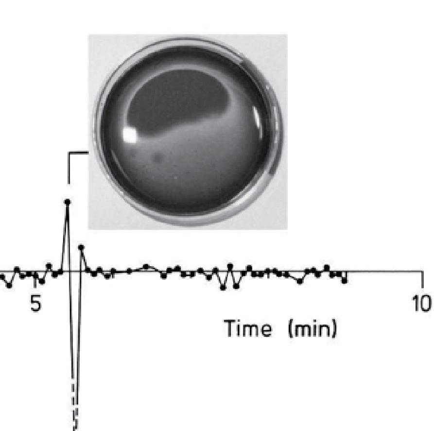 Chemically Driven Convection in the Belousov-Zhabotinsky Reaction Evolutionary Pattern Dynamics S37 Fig. 5. Evidence of CDC caused by the kinematic wave propagation.