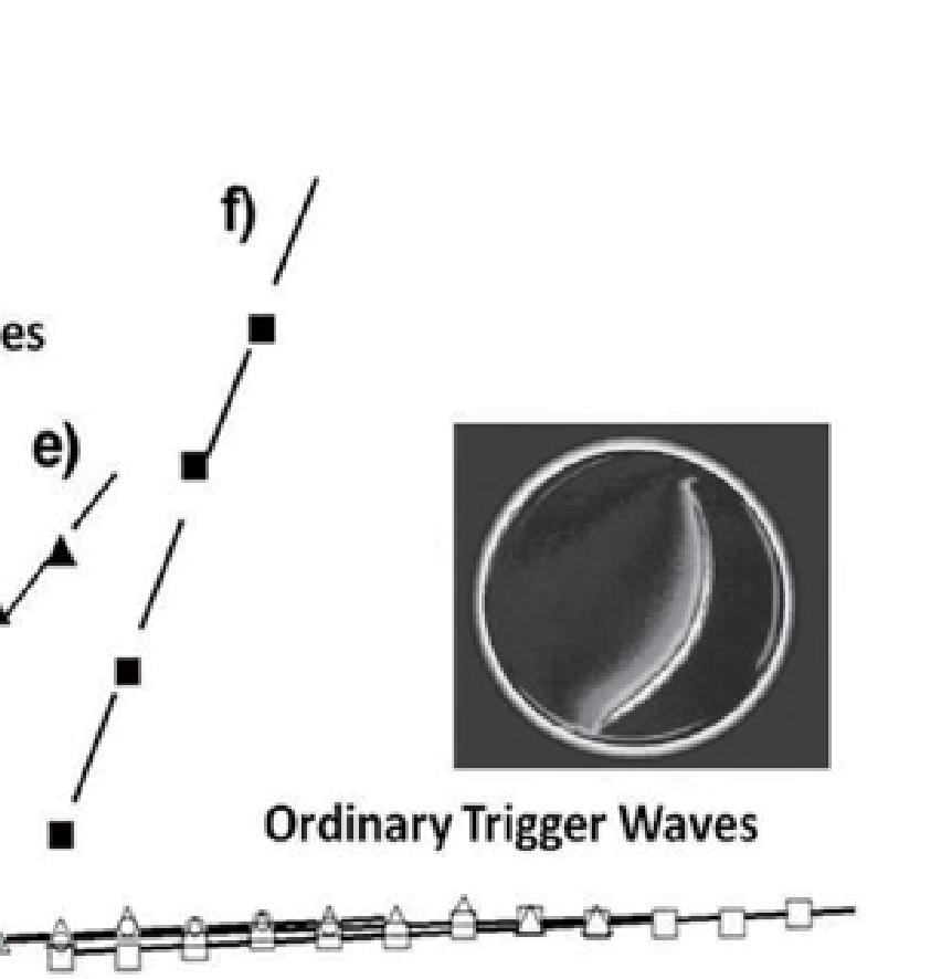 From the above results of the discrete wave experiments (including kinematic waves, single chemical wave fronts and target patterns), one can summarize: 1) Chemical waves induce convection in a thin
