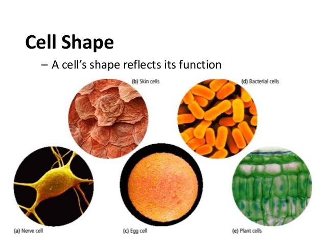 Cells come in all shapes and sizes.