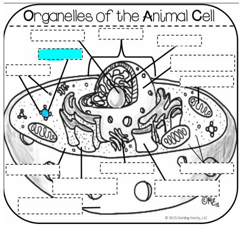 Vacuole Functions in storage,