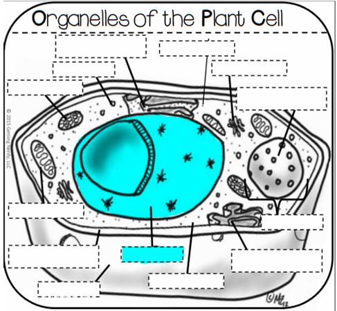 Lytic Vacuole Help plant maintain shape Storage, digestion, and waste removal Functions similarly to a