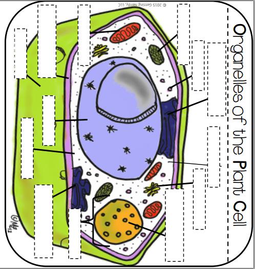 Chloroplast Rough Endoplasmic Reticulum Lytic vacuole Ribosome Golgi Apparatus Nuclear