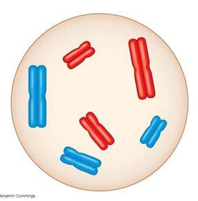 11. In the cell at right, the chromosomes are shaded in two colors to represent the parent of origin. On this sketch, label the following: (a.) sister chromatids (b.) homologous chromosomes (c.