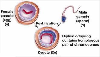 Gametes and Fertilization The haploid genetic information of a male gamete (a sperm = 23 chromosomes) and a