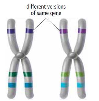 HOMOLOGOUS CHROMOSOMES From Dad From