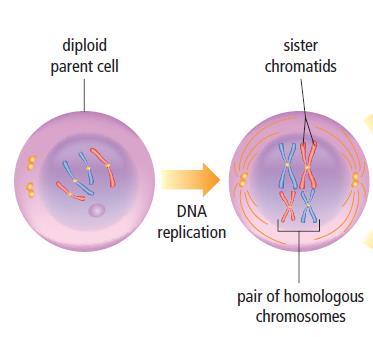 Diploid Parent Cell