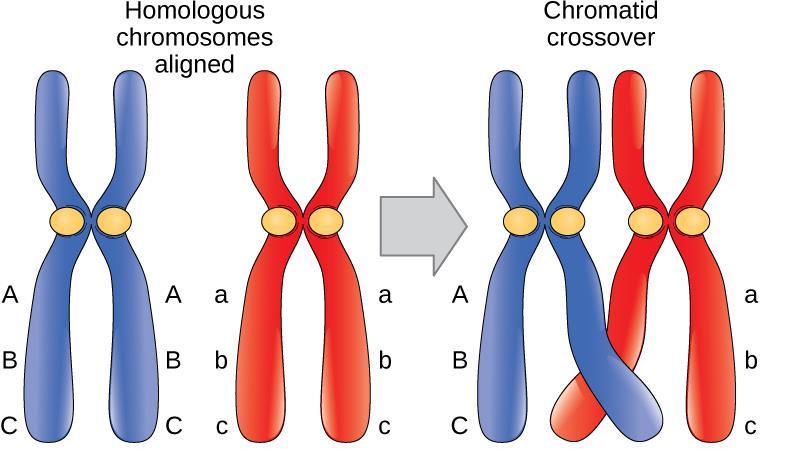 Parts of non-sister chromatids cross over each other