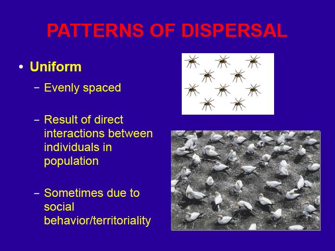Patterns of Dispersal Uniform Evenly spaced Result of direct interactions