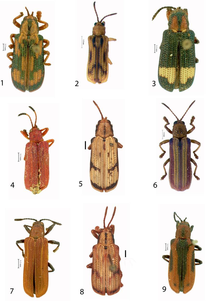 18 INSECTA MUNDI 0332, January 2014 STAINES Figures 1-9. Habitus of Acentroptera species. 1) Acentroptera basilica Thomson. 2) Acentroptera bita Staines n. sp. holotype.