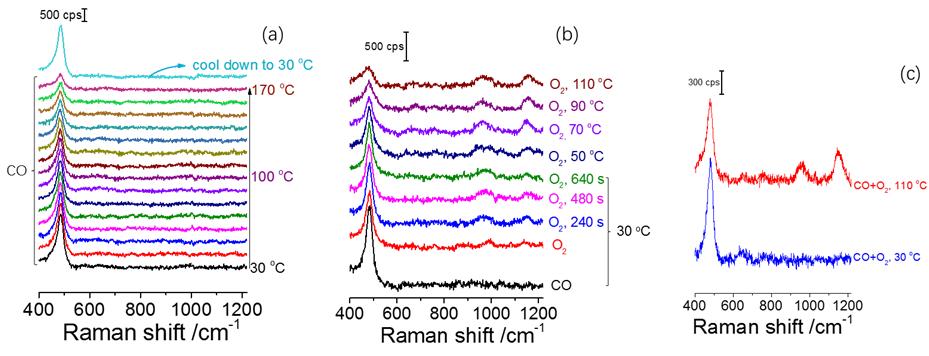 increase of temperature, leading to lower CO coverage at higher temperatures. However, Raman bands for oxygen species appear when the feed is changed to pure O 2 after CO adsorption (Figure R2b).