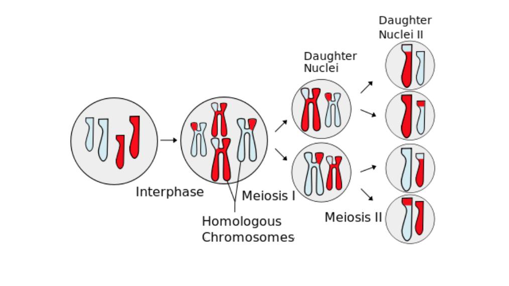 CONCEPT: MEIOSIS Overview of Meiosis Meiosis is the process of cell division which creates daughter cells with the genetic material There are two divisions - Reductional division is the first