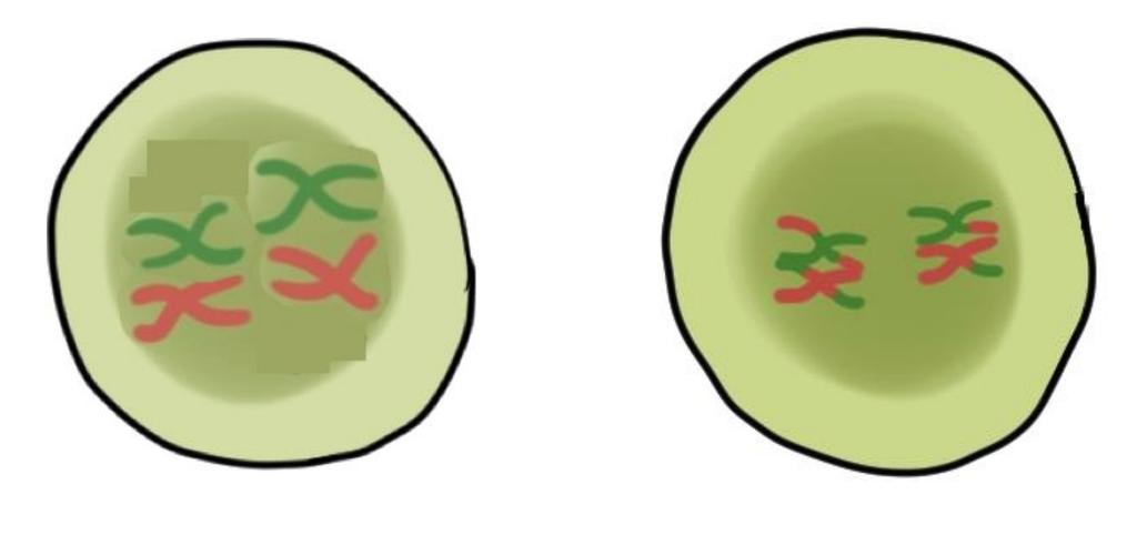 Meiosis Steps Meiosis is completed in two parts meiosis I and meiosis II Prophase I involves 5 steps - Leptonema: Chromatin begins condending into chromosomes - Zygonema: Chromosomes align, and a