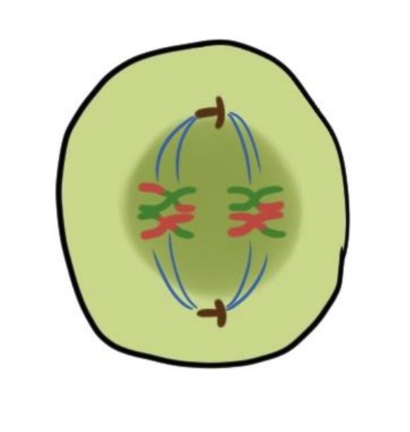 - Two sister chromatids lie on either side of the metaphase plate Anaphase I: Each dyad separates to one cell