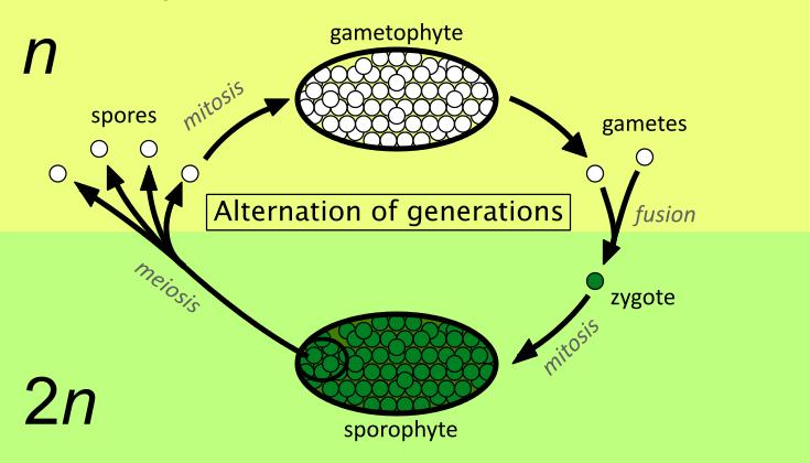 CONCEPT: DEVELOPMENT OF PLANT GAMETES When it comes to plants, there is a lot of different Unisexual or dioecious or gonochoric means that the organisms contains male OR female organs Bisexual or
