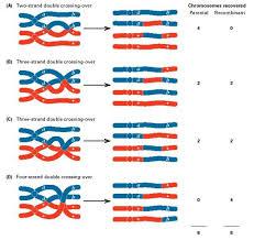 Gene Recombination Gene recombination occurs Genes between mom & dad s chromosomes are exchanged or