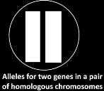 In the above table, circle each symbol that represents part of a DNA molecule. Underline each word that is the name of a protein. For humans, each cell has 23 pairs of homologous chromosomes.