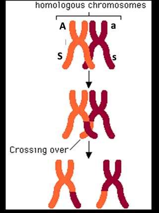 as When a pair of homologous chromosomes is lined up next to each other during Meiosis I, the two homologous chromosomes can exchange parts of a chromatid. This is called crossing over. 13.