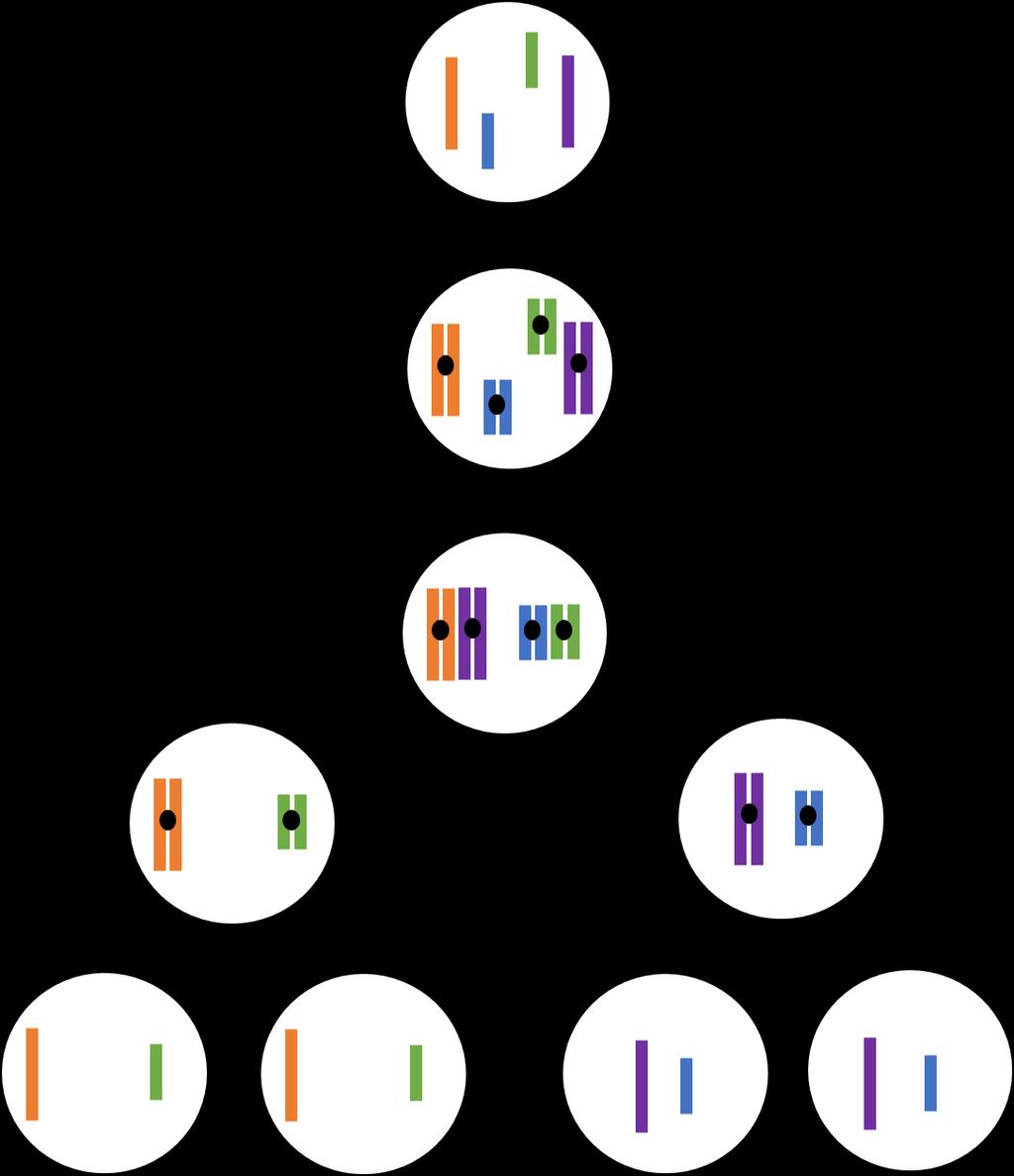 DNA Content AU 1.0.5 Overview of meiosis Cell 1 This cell has 4 chromosomes which are in homologous pairs, so there are two pairs of homologous chromosomes.