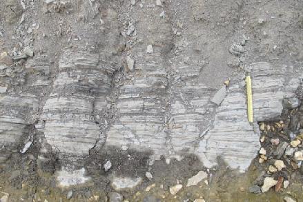 intervals of sandstone-dominated facies and alternating laminated siltstones and sandstones. Overall, the outcrop exhibit soft sedimentary deformation (Fig. 9). Fig. 5. Fining-upward pattern.