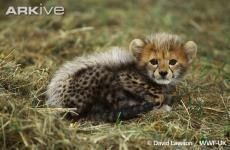 Cheetahs Acinonyx jubatus Large scale climate change about 10,000 years ago Most populations of cheetahs went extinct in North America, Europe, Asia,