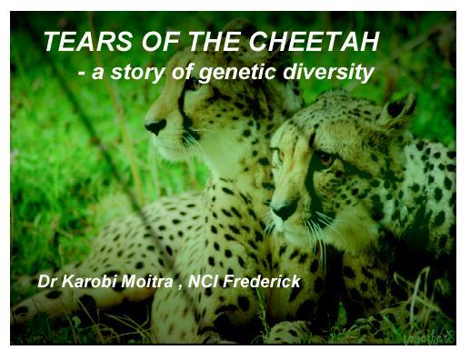 Slides excerpted from: 10,000ya Cheating Cheetahs Cheating Cheetahs 2007 study, female cheetahs seem to be at least as promiscuous as their male counterparts.