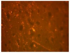 Figure 8 Images of abiotic (left) and biotic (right) sol-gel coating on Al 2024-T3 after staining with BacLight kit
