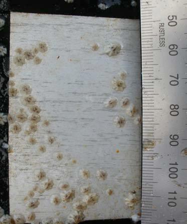 Comparison of barnacle settlement on sol-gel surfaces, abiotic (left) and biotic (right).