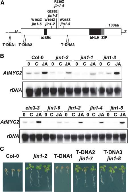 AtMYC2 Mediates JA Signaling in Arabidopsis 1943 those with the T-DNA insertion inside the coding region (SALK_040500 in amino acid Asn 18 and SALK_061267 in amino acid Ser 290 that we renamed jin1-7