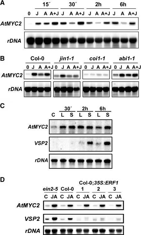 These results indicate that activation of AtMYC2 expression by JA and ABA occurs through signaling pathways that share at least one of their components, COI1, but is independent of ABI1.