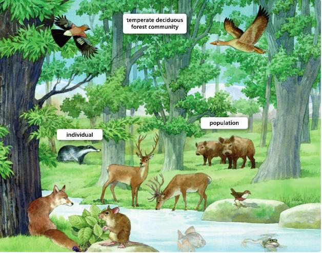 3. Look at his ecosystem. List the elements of the physical environment and the living things. Physical environment Living things 4. Classify the words in the right column.