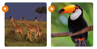 10. Look at the photos and identify the ecosystems from the box. Write down two characteristics of each ecosystem.