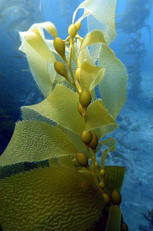 Just as there are tropical rainforests on land, there are also ocean forests known as kelp forests.