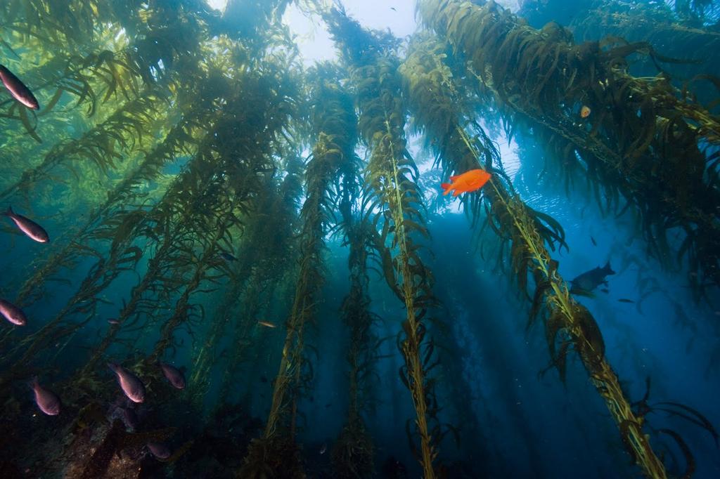 kelp, They mainly a large brown algae that can rapidly grow to more than 30 metres in height.