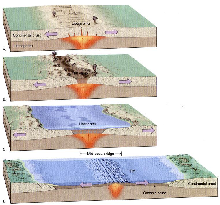 Con-nental spli]ng Rise of hot material Domal uplift Volcanism Thinning of continental crust Volcanism