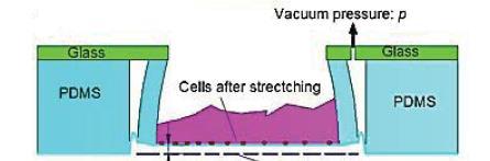 Cells under cultivation are stretched due to an existing equiaxial strain on the membrane of the device.